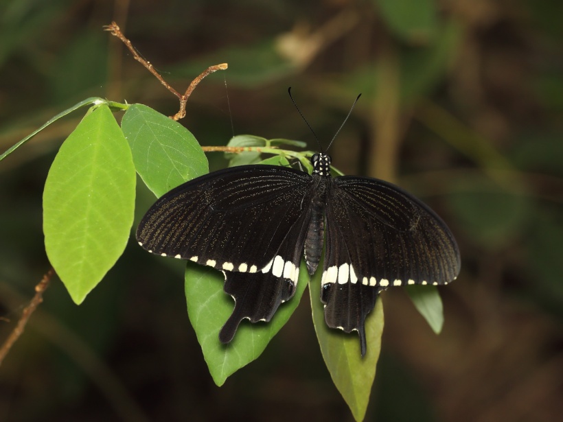 Papilio polytes. Таиланд, Ко Самет, март 2012г.