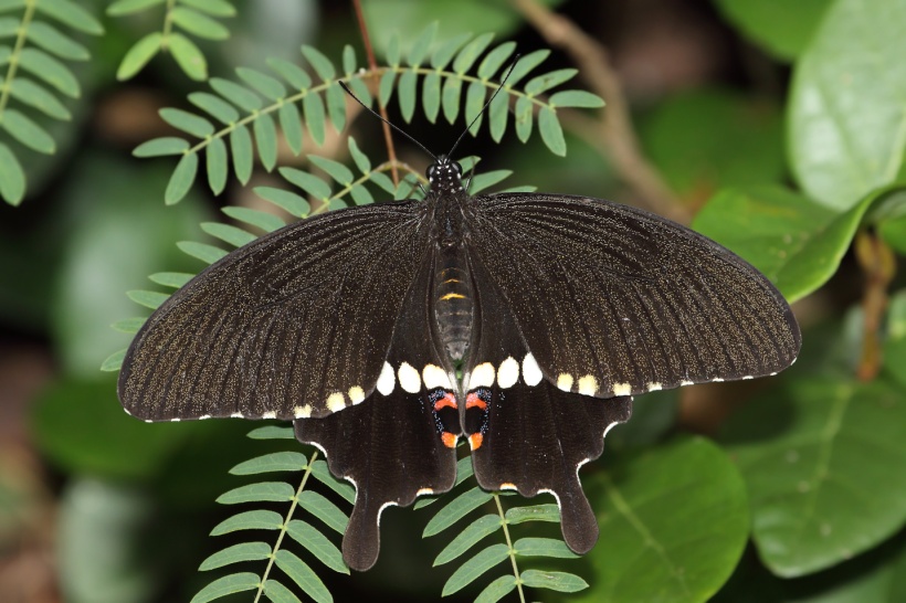 Papilio polytes. Парк Гадзямбиру, Наха, Окинава, 14 декабря 2013г.